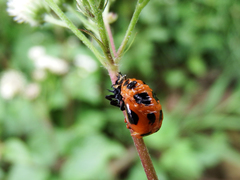 Harmonia dimidiata
