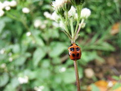 Harmonia dimidiata