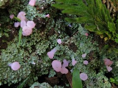 Phyllobaeis erythrella