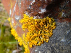 Teloschistes spinosus