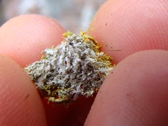 Teloschistes spinosus