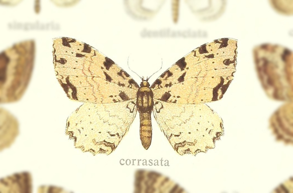 Triphosa corrasata