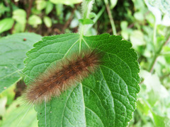 Spilarctia subcarnea