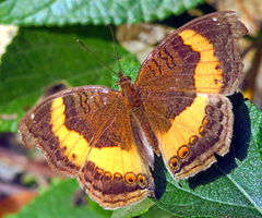 Junonia elgiva