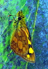 Metisella midas