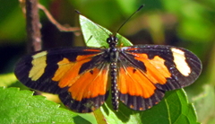 Acraea cabira