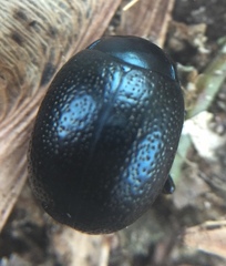 Chrysolina vernalis