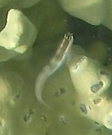 Shirley's coralblenny (Ecsenius shirleyae) — Blenniidae