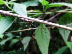 Tetragnatha praedonia