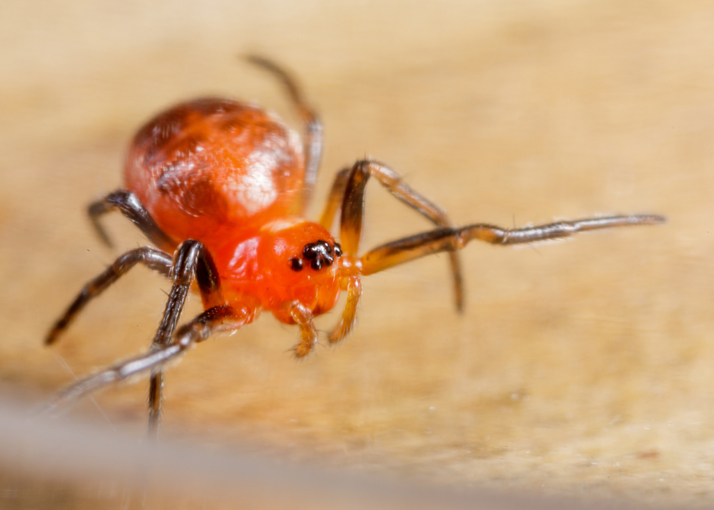 Meadow Dark-eyed Orbweaver