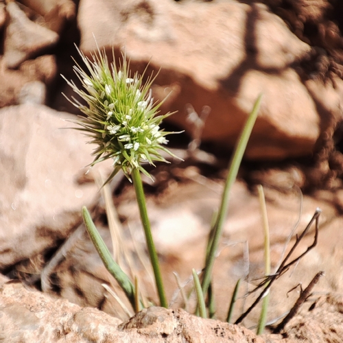 Echinaria capitata image