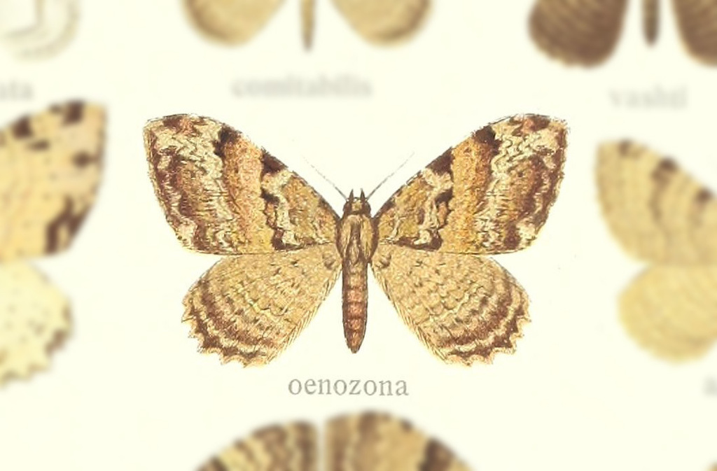 Triphosa oenozona