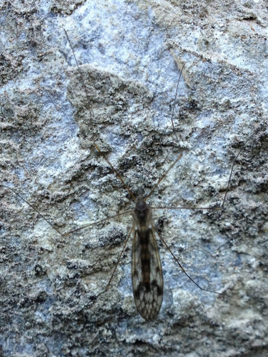 Dicranomyia humidicola photo 3