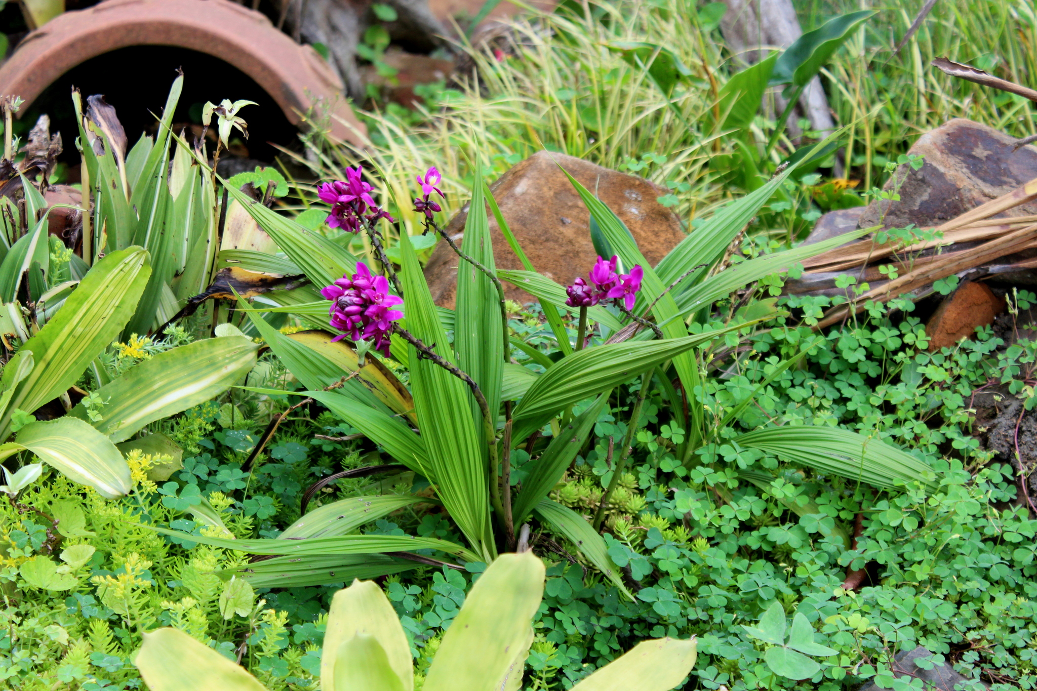 Imagem de Orquídea-bambu