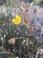 Crocanthemum scoparium