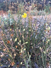 Crocanthemum scoparium