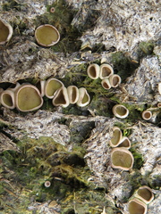 Ascobolus scatigenus