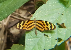 Mechanitis lysimnia utemaia