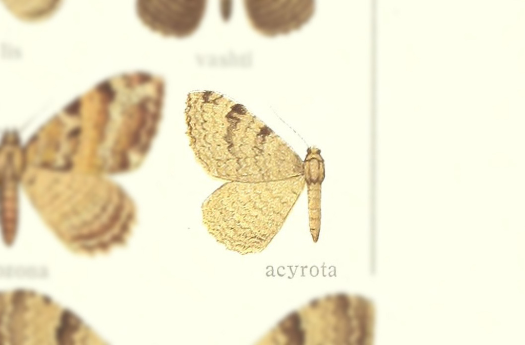 Triphosa acyrota