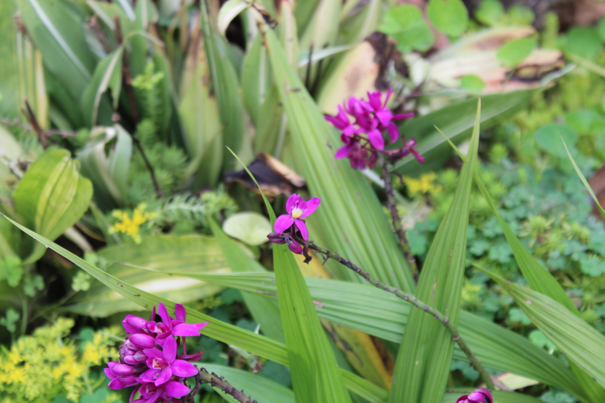 Imagem de Orquídea-bambu