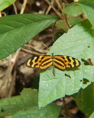 Mechanitis lysimnia utemaia