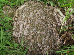 Ascobolus scatigenus