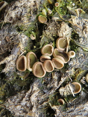 Ascobolus scatigenus