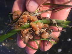 Aplidium punctum