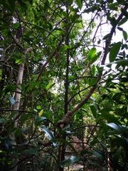 Garcinia oblongifolia