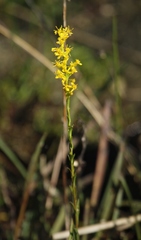 Solidago virgata