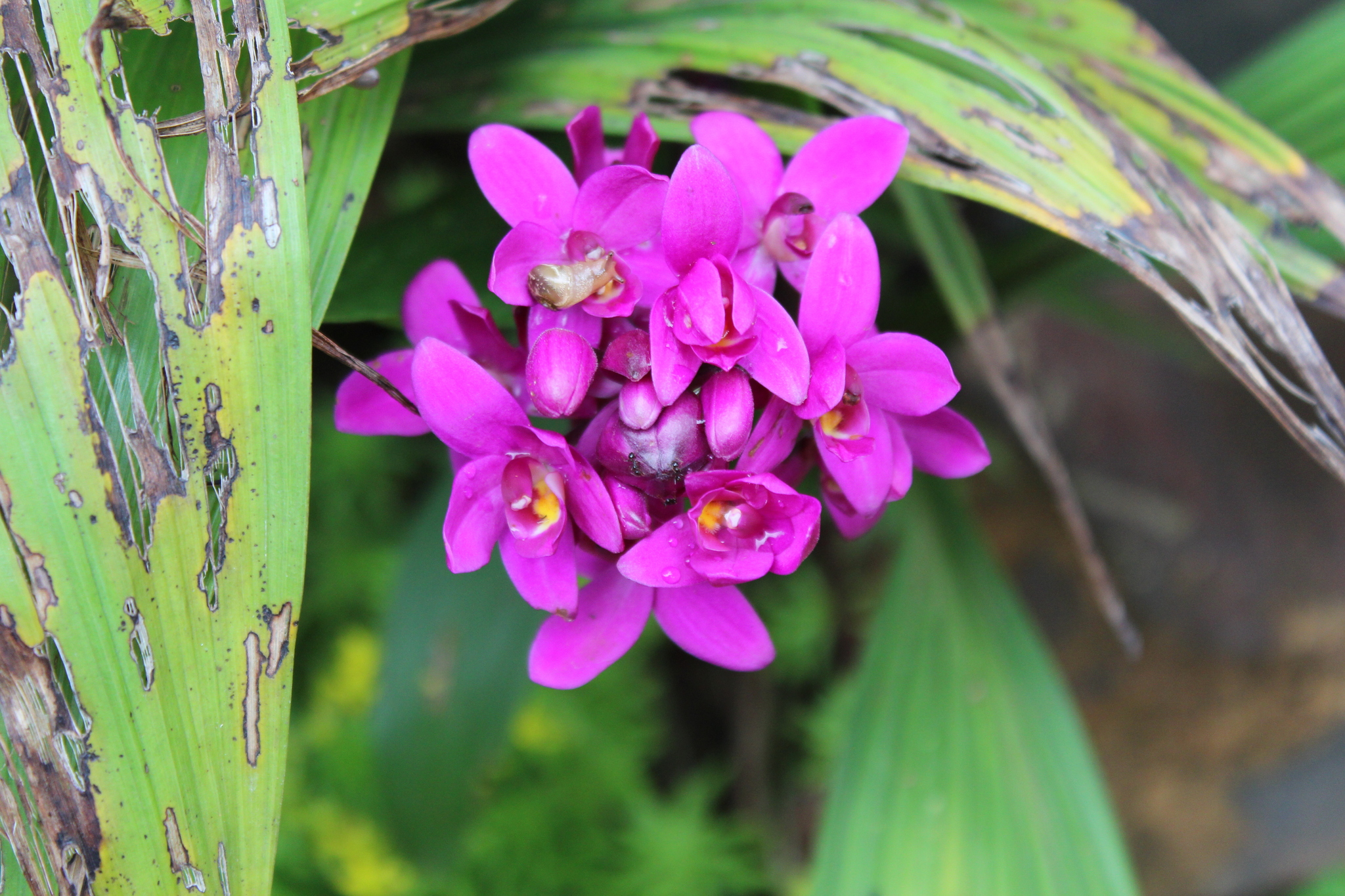 Imagem de Orquídea-bambu