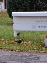 Corvus monedula soemmerringii