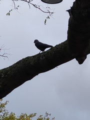 Corvus monedula soemmerringii