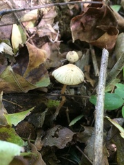Psathyrella amarescens