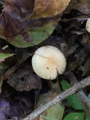 Psathyrella amarescens