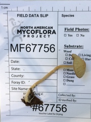 Psathyrella amarescens