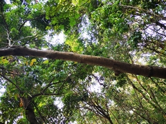 Bridelia insulana