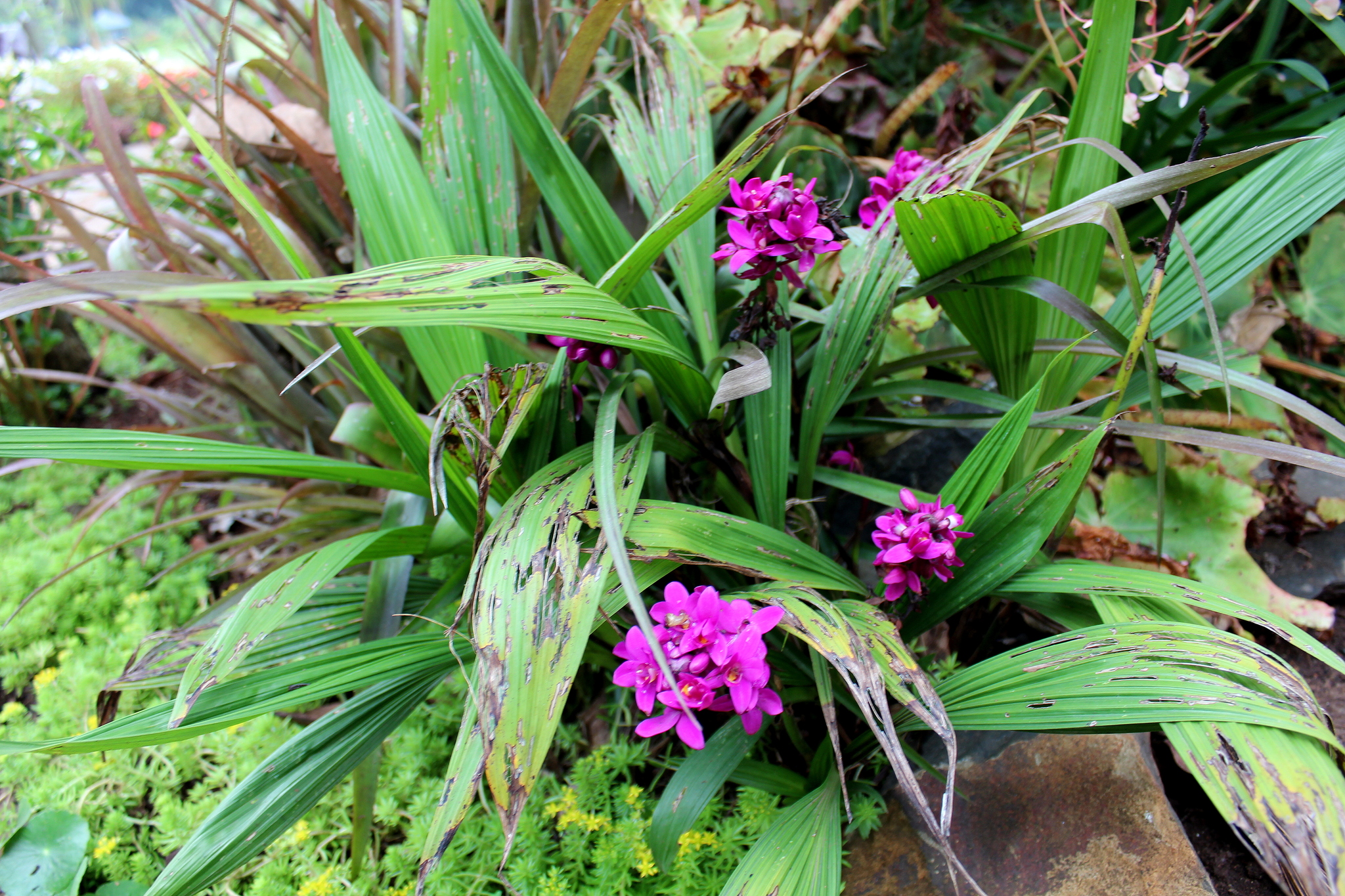 Imagem de Orquídea-bambu