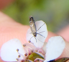 Glyphipterix simpliciella