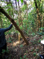 Bridelia insulana