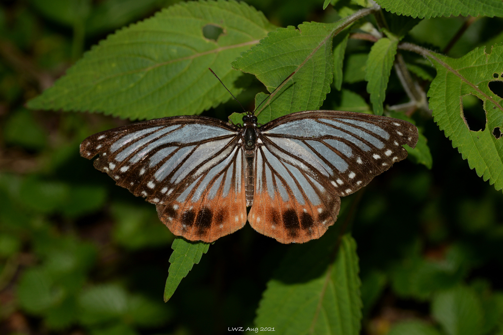Aldania imitans from Weixi Lisu Autonomous County, Diqing Tibetan ...