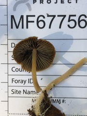 Psathyrella amarescens