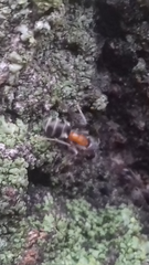 Liometopum microcephalum