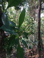 Psychotria asiatica