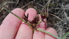 Cyperus mundii