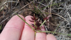 Cyperus mundii