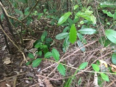 Melicytus ramiflorus ramiflorus