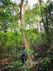 Machilus chekiangensis