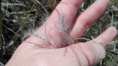 Andropogon eucomus