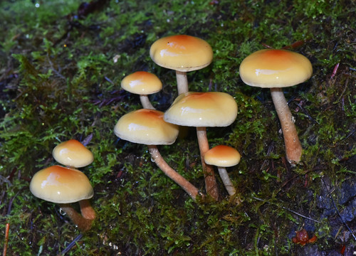 Smoky-gilled Hypholoma